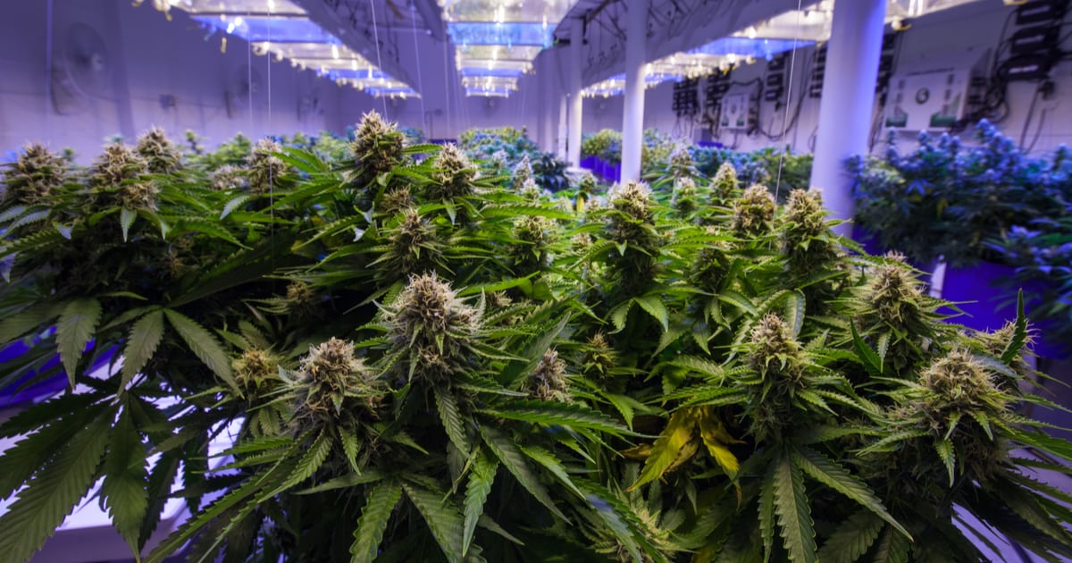 Aeternity Partners with Uruguay Can to Track Cannabis Production Using Blockchain